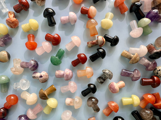 Mini Mushroom Mystery Bundle – Set of 3