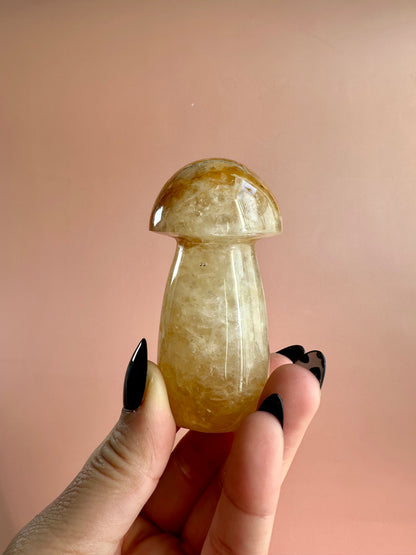 Golden Healer Mushroom