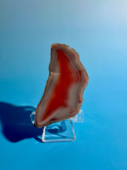 Agate Slice Option G | One-of-a-Kind Polished Agate Collector Specimen
