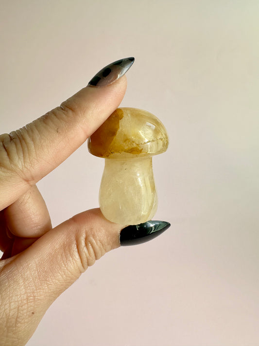 Small Golden Healer Mushroom