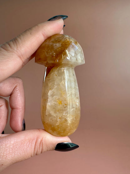 Golden Healer Mushroom