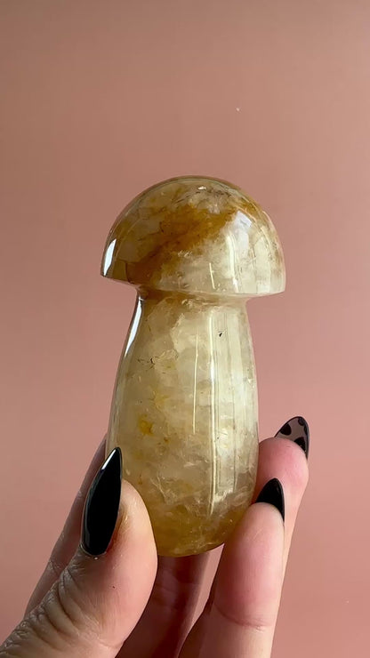 Golden Healer Mushroom